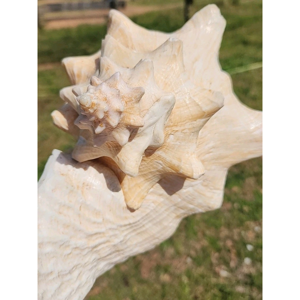 Vintage Queen Stromb Conch Shell Nautical Art Pink Natural - Picture 7 of 12